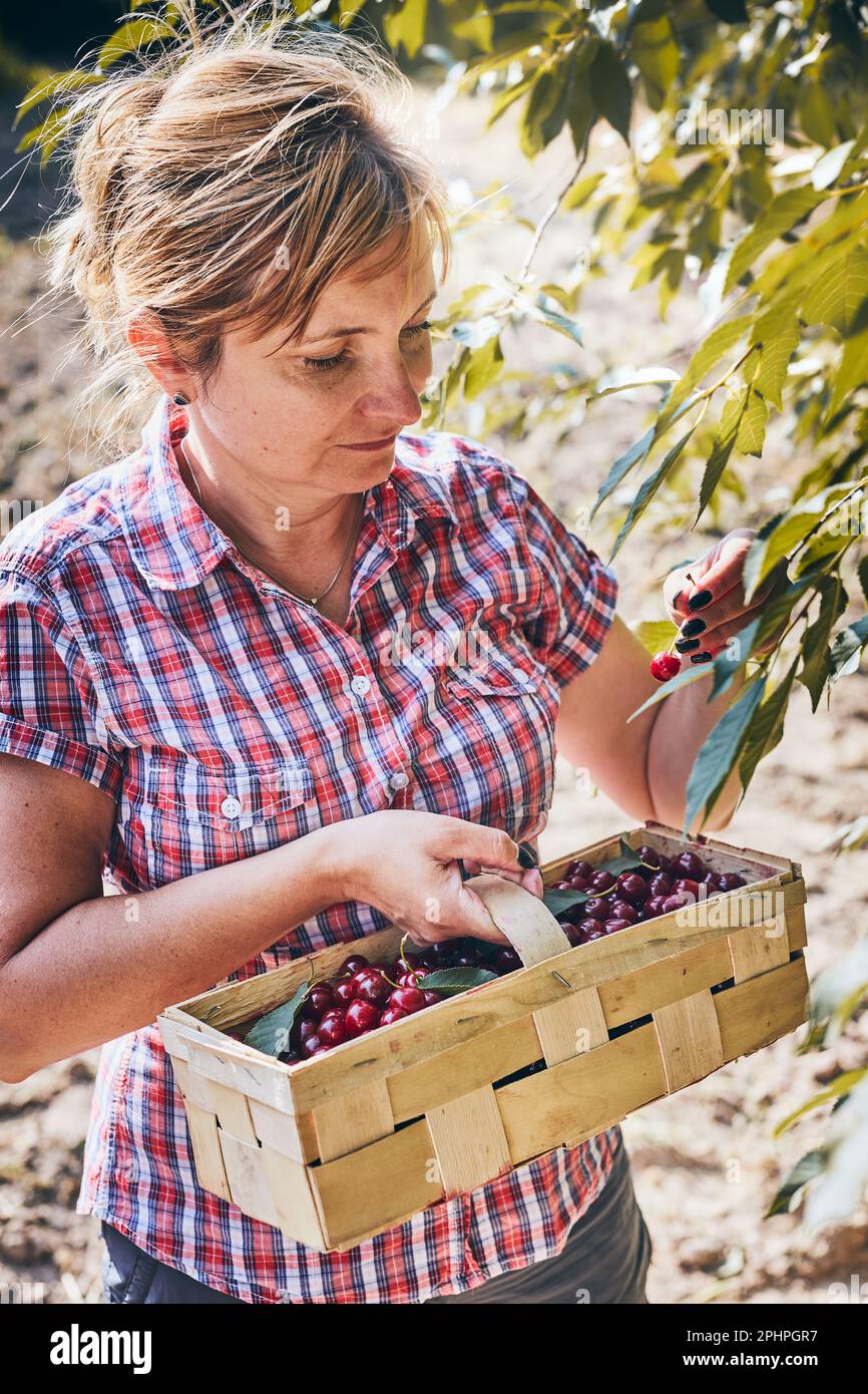 Femme cueillant des cerises dans le verger. Jardinier travaillant dans le jardin. Fermier tenant le panier avec des fruits mûrs Banque D'Images