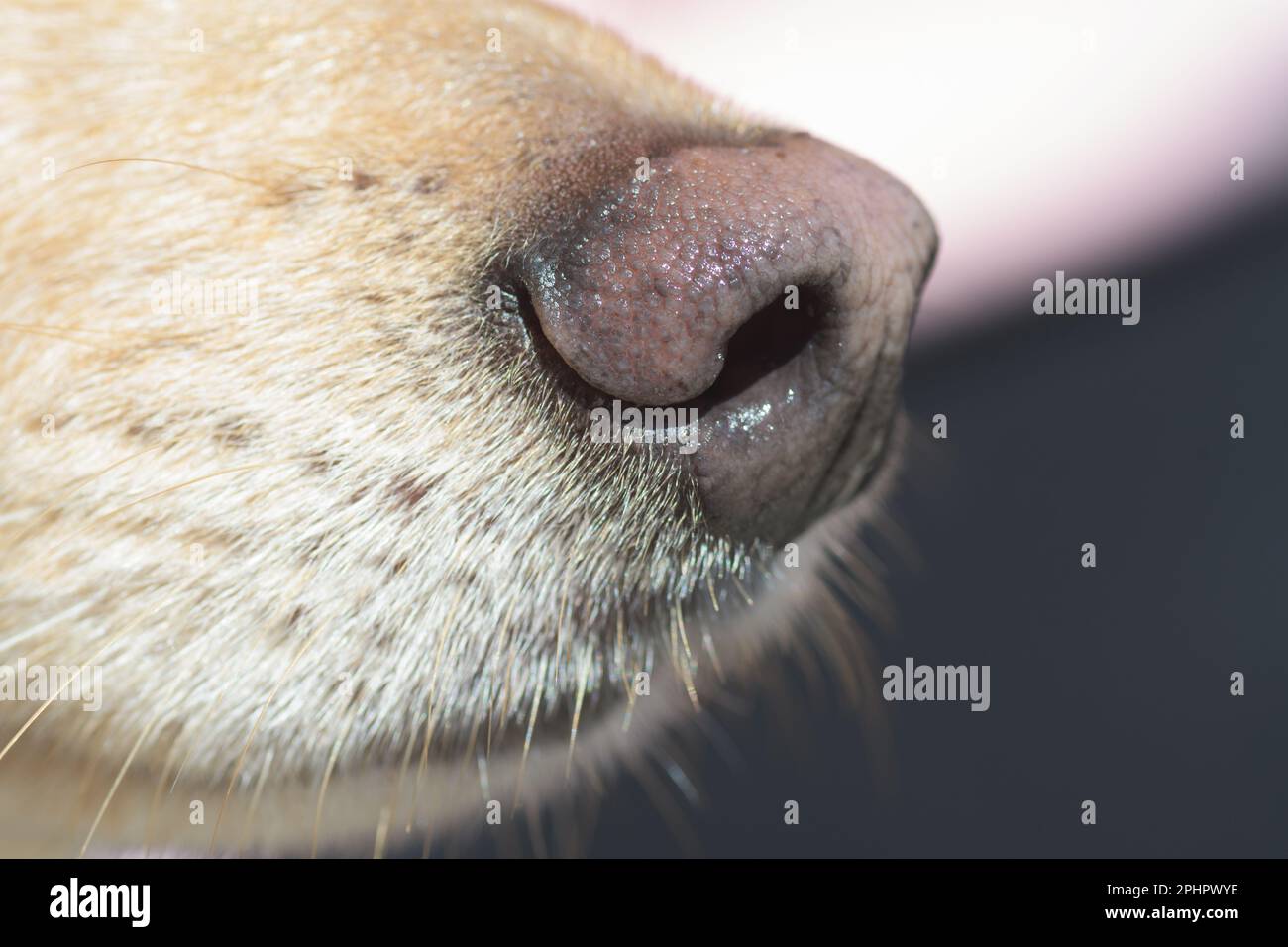 Gros plan sur le nez et le museau du chien brun clair. Dressage de chiens, chien de détection ou chien sniffer, sens et concepts d'odeur. Banque D'Images
