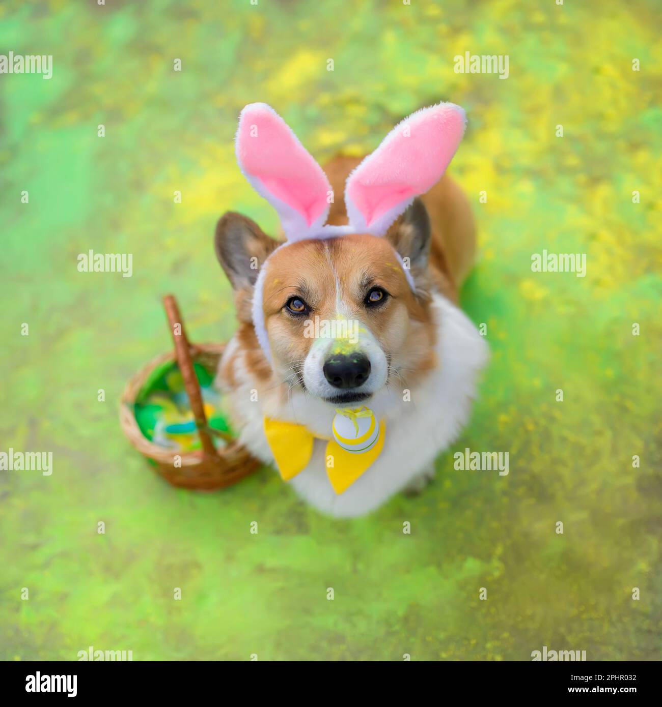 Portrait d'un adorable chien corgi dans des oreilles de lapin rose de Pâques tenant un œuf de fête dans le jardin sur le fond des couleurs vives de Holly Banque D'Images