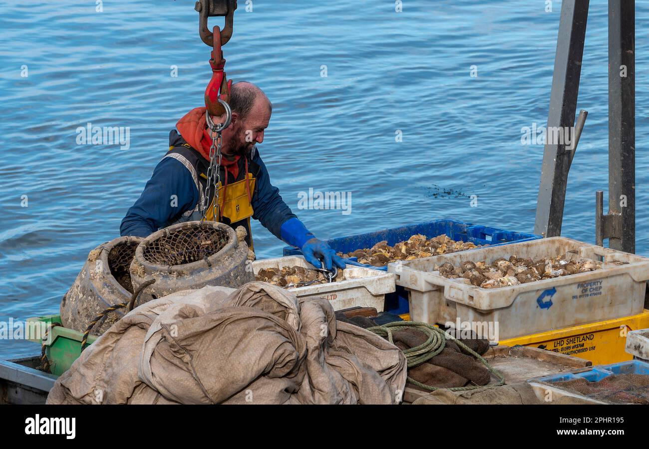 Pêche du buccin à Norfolk, Angleterre Banque D'Images