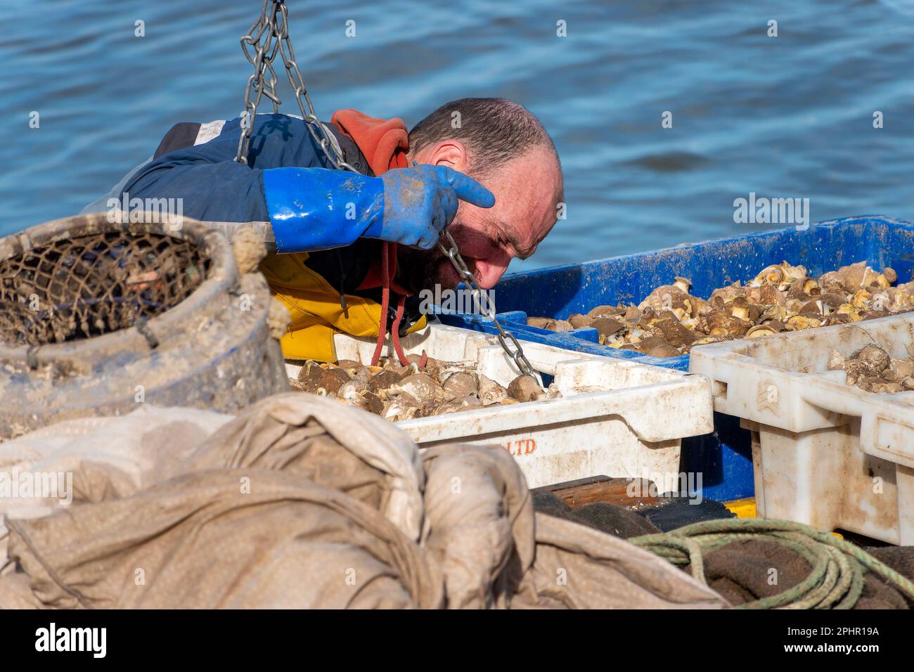 Pêche du buccin à Norfolk, Angleterre Banque D'Images