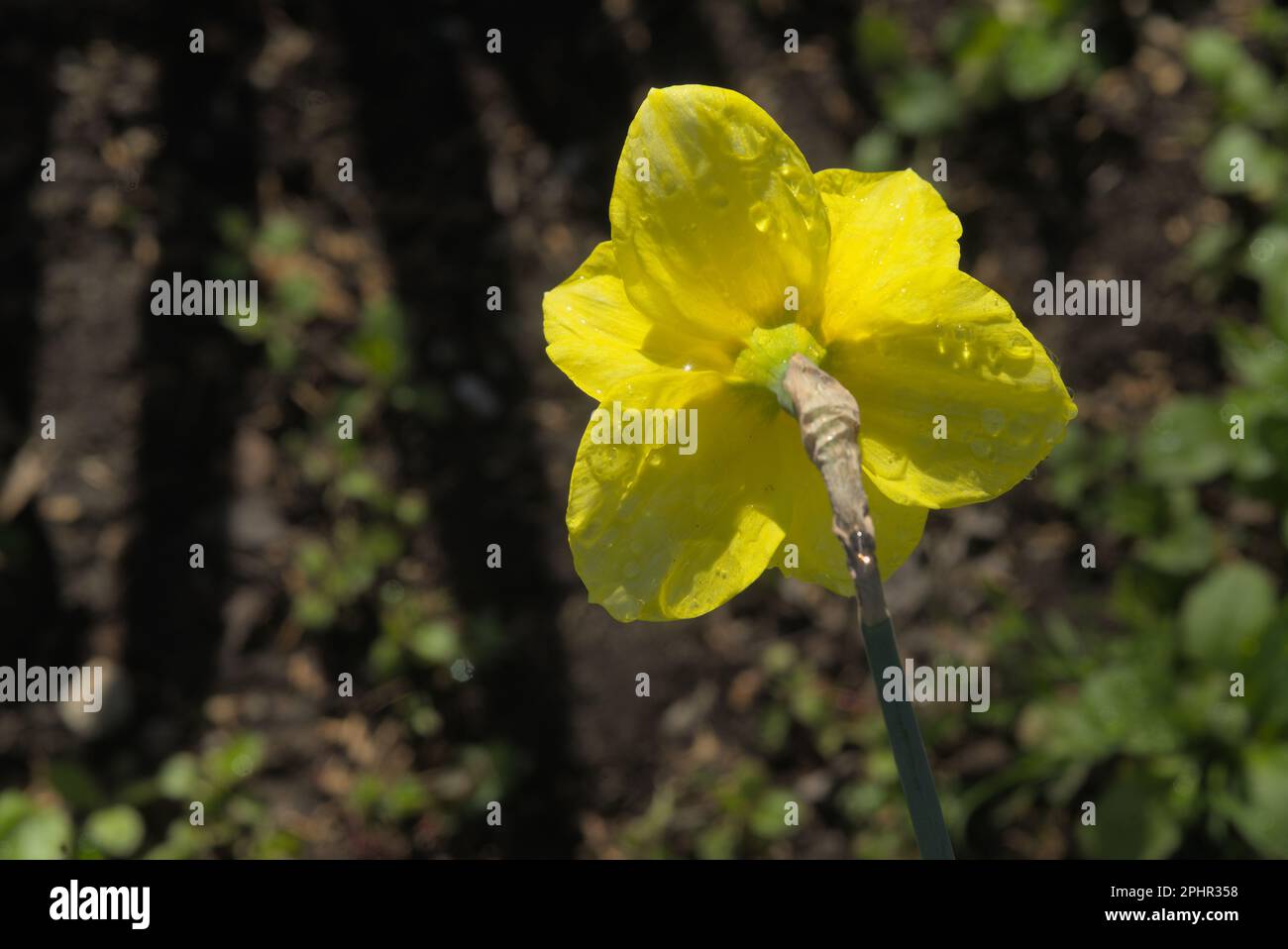 Daffodil beuty, adifferent prospective d'une seule fleur jaune qui grandit avec audace dans le jardin. Banque D'Images