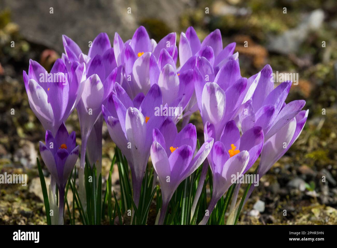 Crosse, fleurs, crocus, grappe, violet, Hardy, plantes, Blooming, début du printemps, Springtime, Saison, jardin de mars Banque D'Images