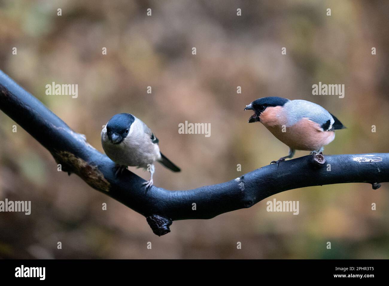 Bullfinch eurasien mâle (Pyrrhula pyrrhula) affichant un comportement agressif envers une femelle bullfinch - Yorkshire, Royaume-Uni (novembre 2022) Banque D'Images