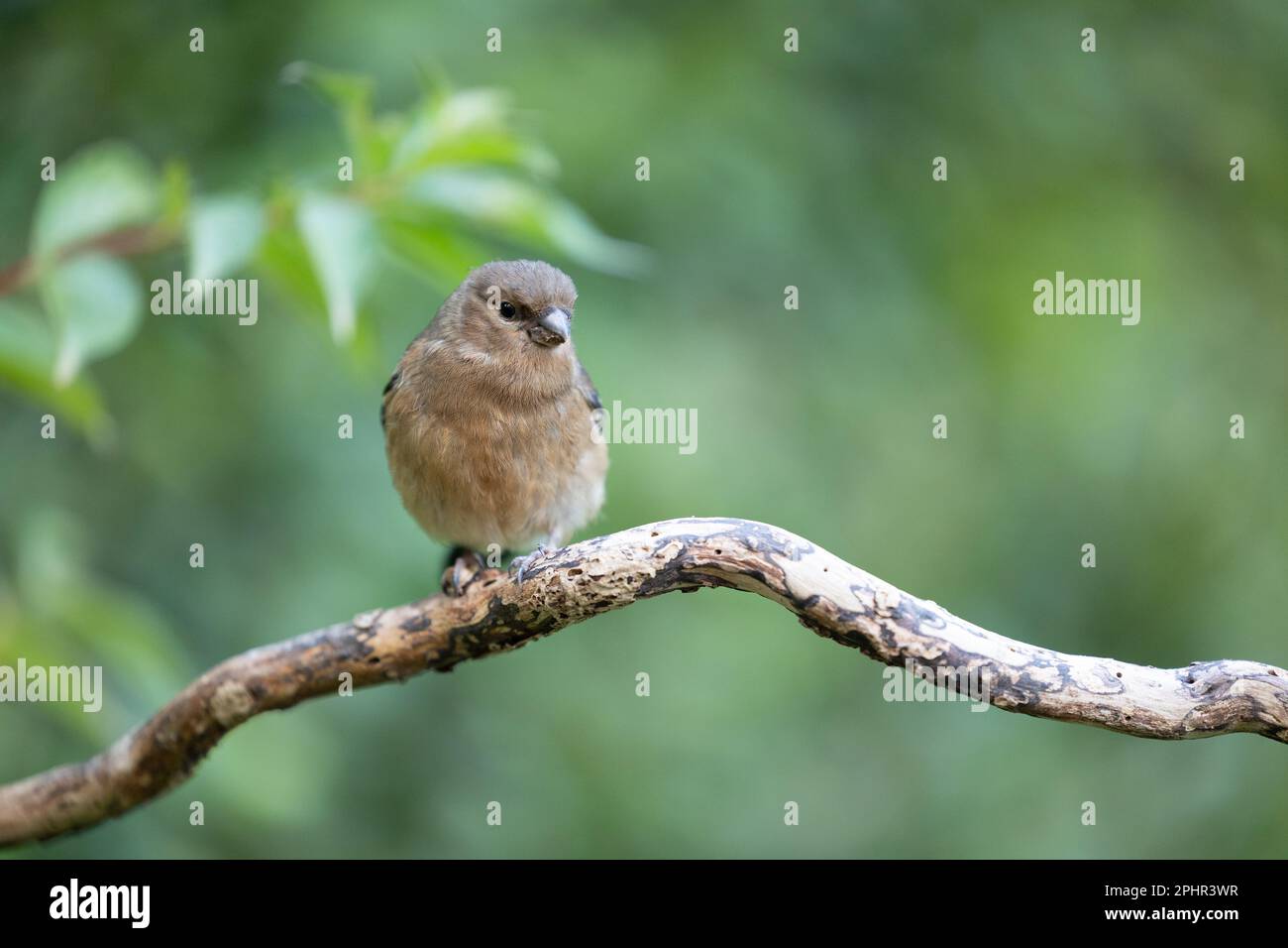 Jeune Bullfinch eurasien (Pyrrhula pyrrhula) perché sur une branche se nourrissant des fleurs d'un arbuste de jardin, weigela -Yorkshire, Royaume-Uni (juin 2023) Banque D'Images