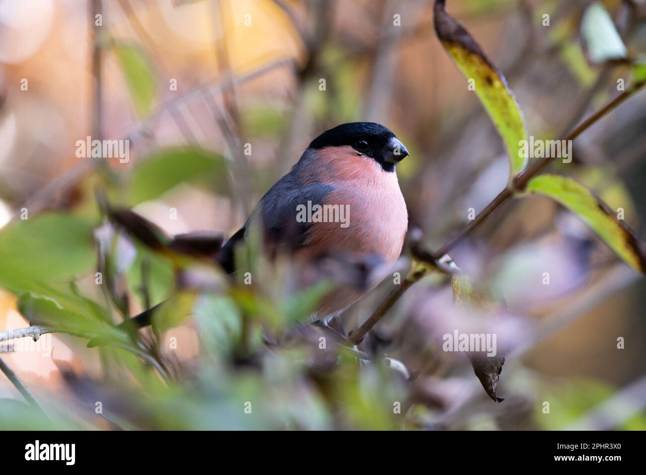 Bullfinch eurasien mâle (Pyrrhula pyrrhula) à la fin de l'automne, niché dans les feuilles d'une haie - Yorkshire, Royaume-Uni (novembre 2022) Banque D'Images
