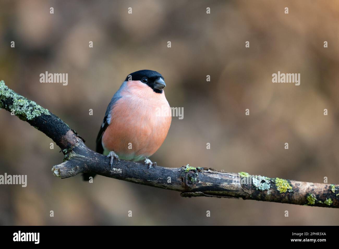 Bullfinch eurasien mâle (Pyrrhula pyrrhula) sur une branche à fond brun automnal - Yorkshire, Royaume-Uni (novembre 2022) Banque D'Images