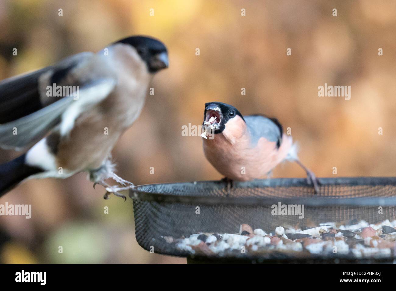 Bullfinch eurasien mâle (Pyrrhula pyrrhula) affichant un comportement agressif envers une femelle bullfinch - Yorkshire, Royaume-Uni (novembre 2022) Banque D'Images