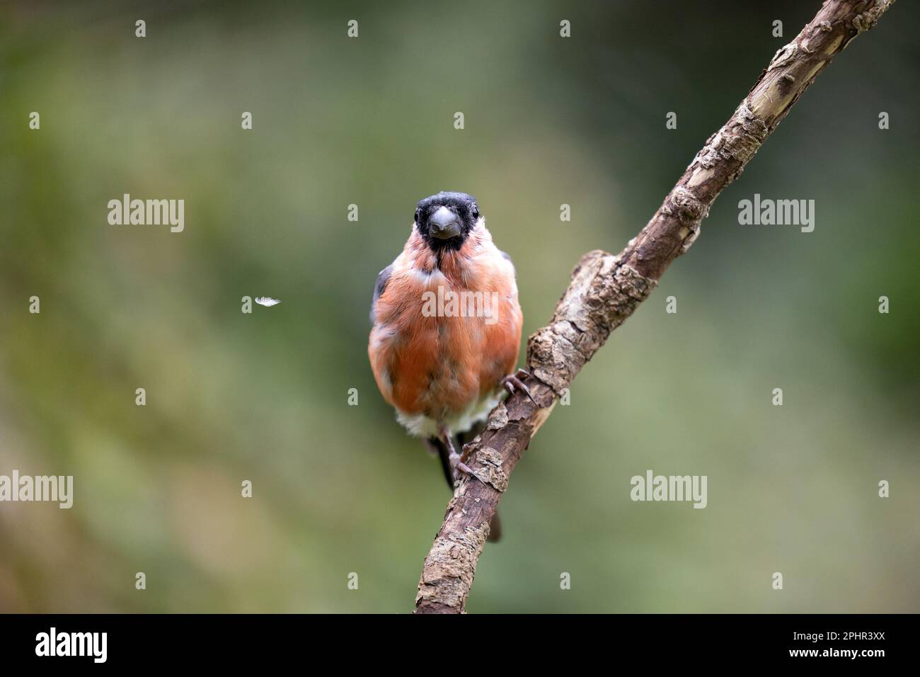 Plumes de mue de la pyrrhula (Pyrrhula pyrrhula) mâles à la fin de l'été. Une plume flottante - Yorkshire, Royaume-Uni (septembre 2022) Banque D'Images
