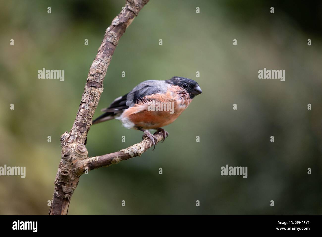 Bullfinch eurasien mâle (Pyrrhula pyrrhula) montrant des signes de mue à la fin de l'été - Yorkshire, Royaume-Uni (septembre 2022) Banque D'Images
