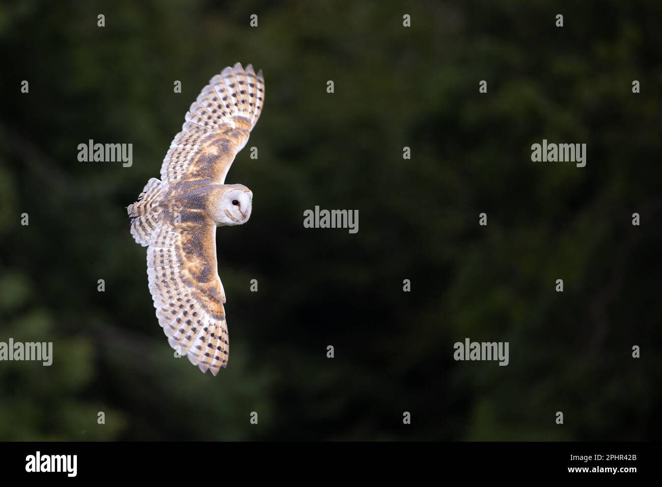 Barn Owl (Tyto alba) vole devant un bois vert foncé - Yorkshire, Royaume-Uni (septembre 2022) Banque D'Images