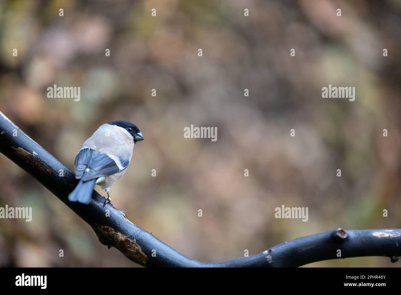 Vue arrière d'une femelle adulte de Bullfinch eurasien (Pyrrhula pyrrhula) perchée sur une branche - Yorkshire, Royaume-Uni (novembre 2022) Banque D'Images