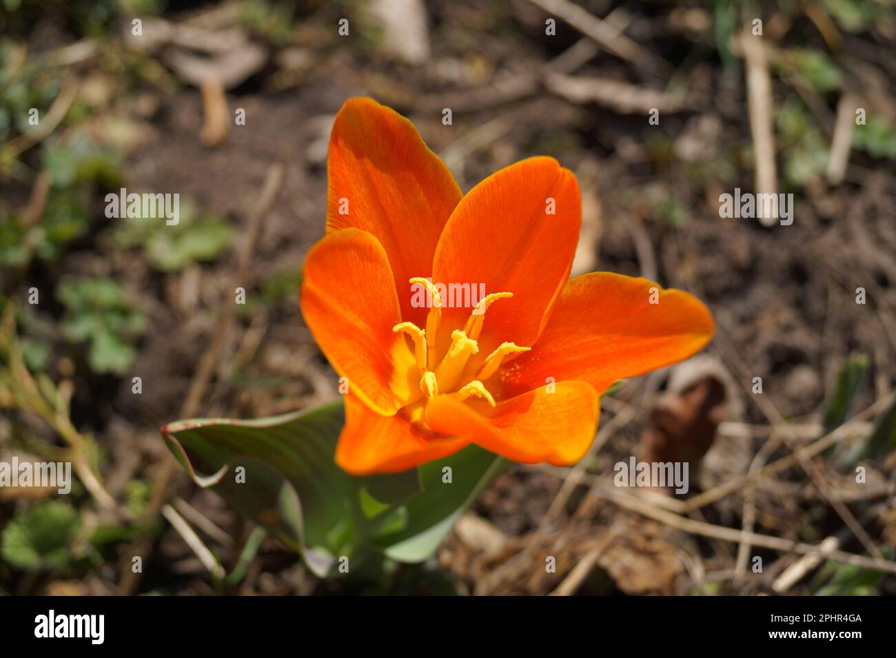 fleur orange profonde de tulipa fosteriana juan Banque D'Images