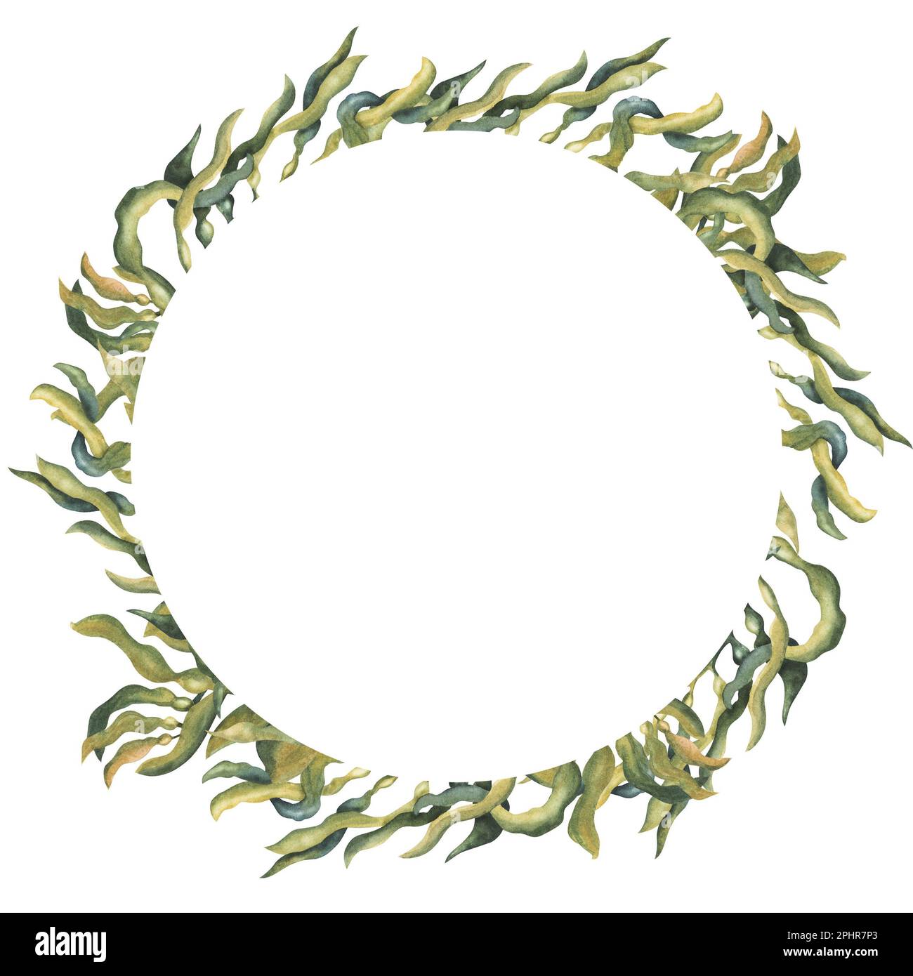 Cadre d'algues de mer colorées plantes aquarelle illustration isolée sur blanc. Banque D'Images