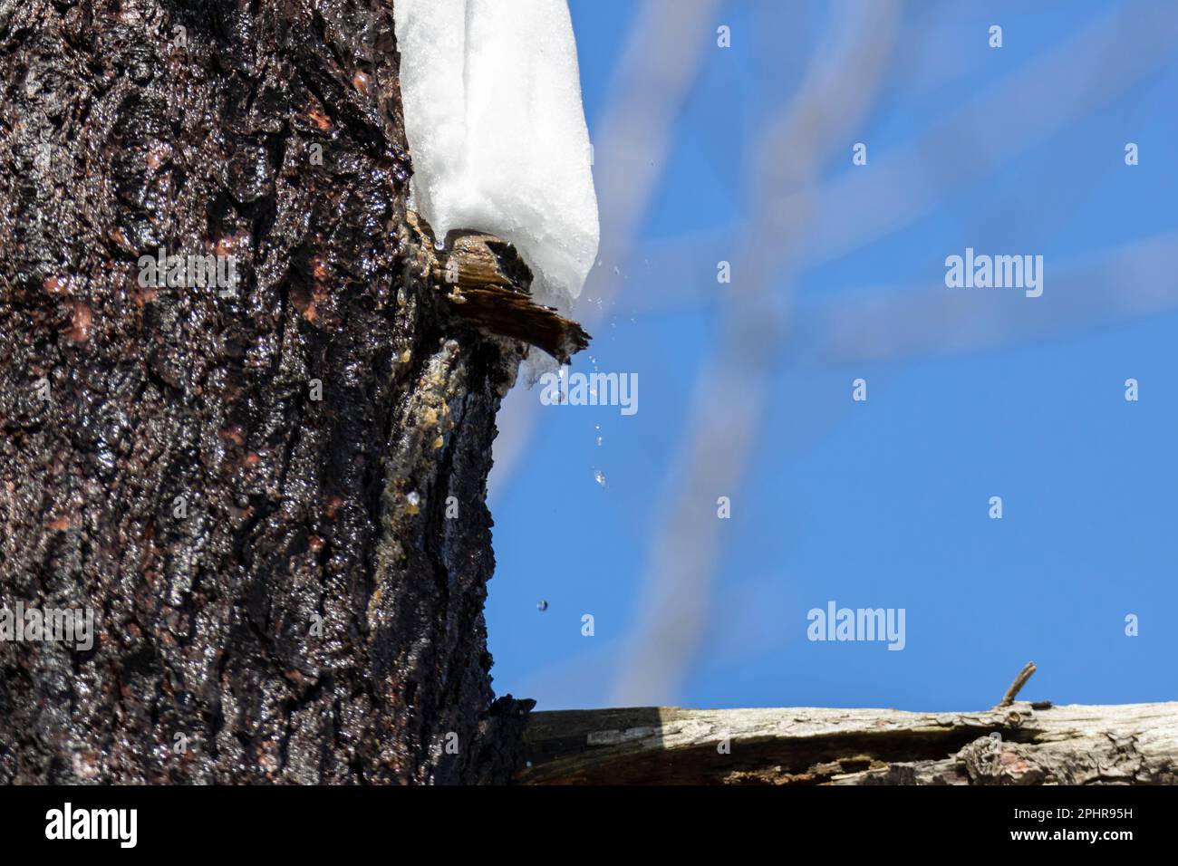 Gouttelettes d'eau provenant de la fonte de la neige au début du printemps Banque D'Images