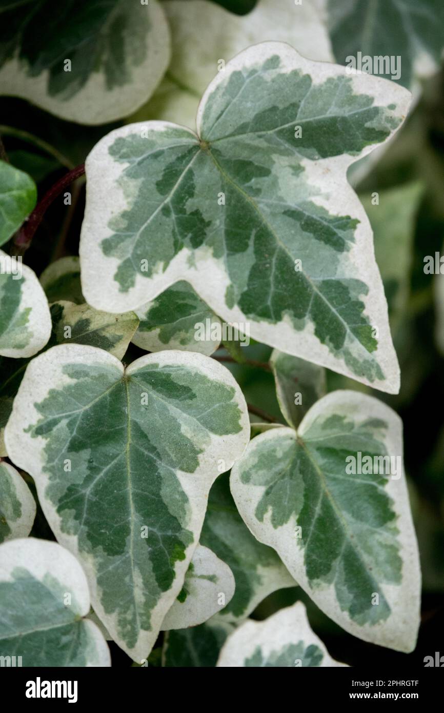Hedera algeriensis 'Gloire de Marengo' Ivy, Ivy de l'île des Canaries - bord de feuille à lignes blanches Banque D'Images