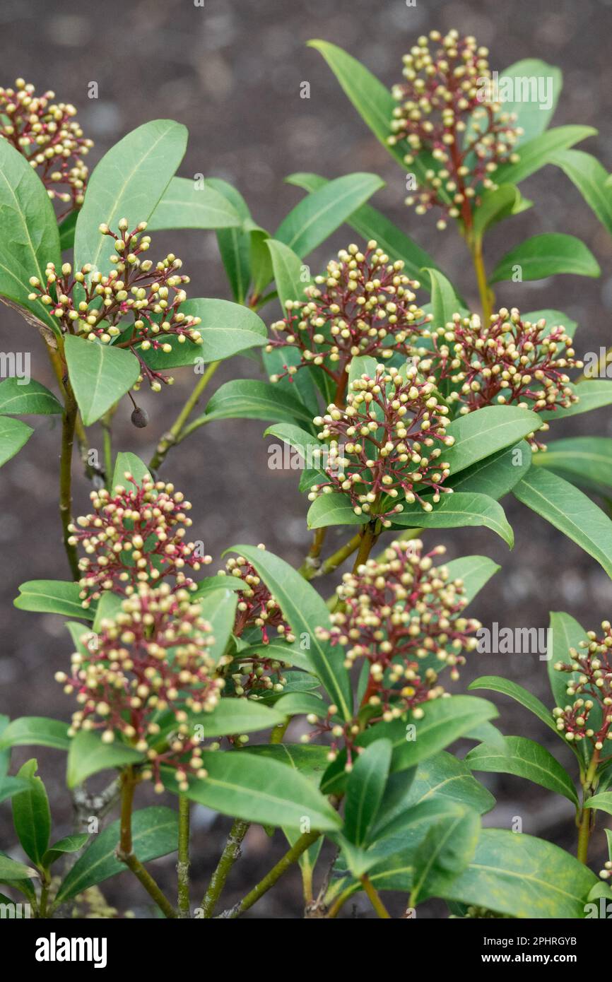 Les bourgeons de plantes à feuilles persistantes « Emerald King » japonais Skimmia japonica Banque D'Images