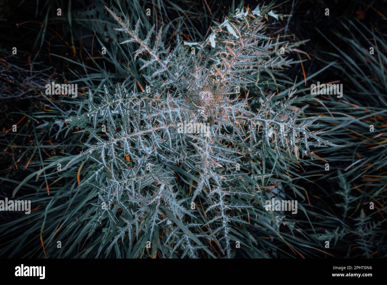 Galactites tomentosa Moench est l'une des plus fréquentes des terres arables. Arrière-plan de la nature. Banque D'Images