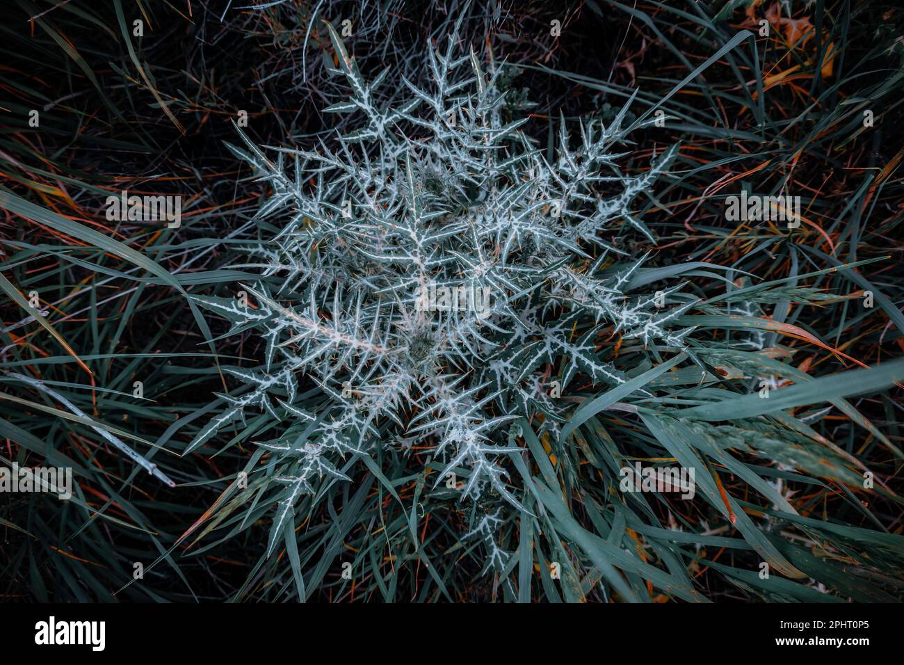 Arrière-plan de la nature. Chardon sauvage dans les marais de Chiclana de la Frontera, Espagne Banque D'Images