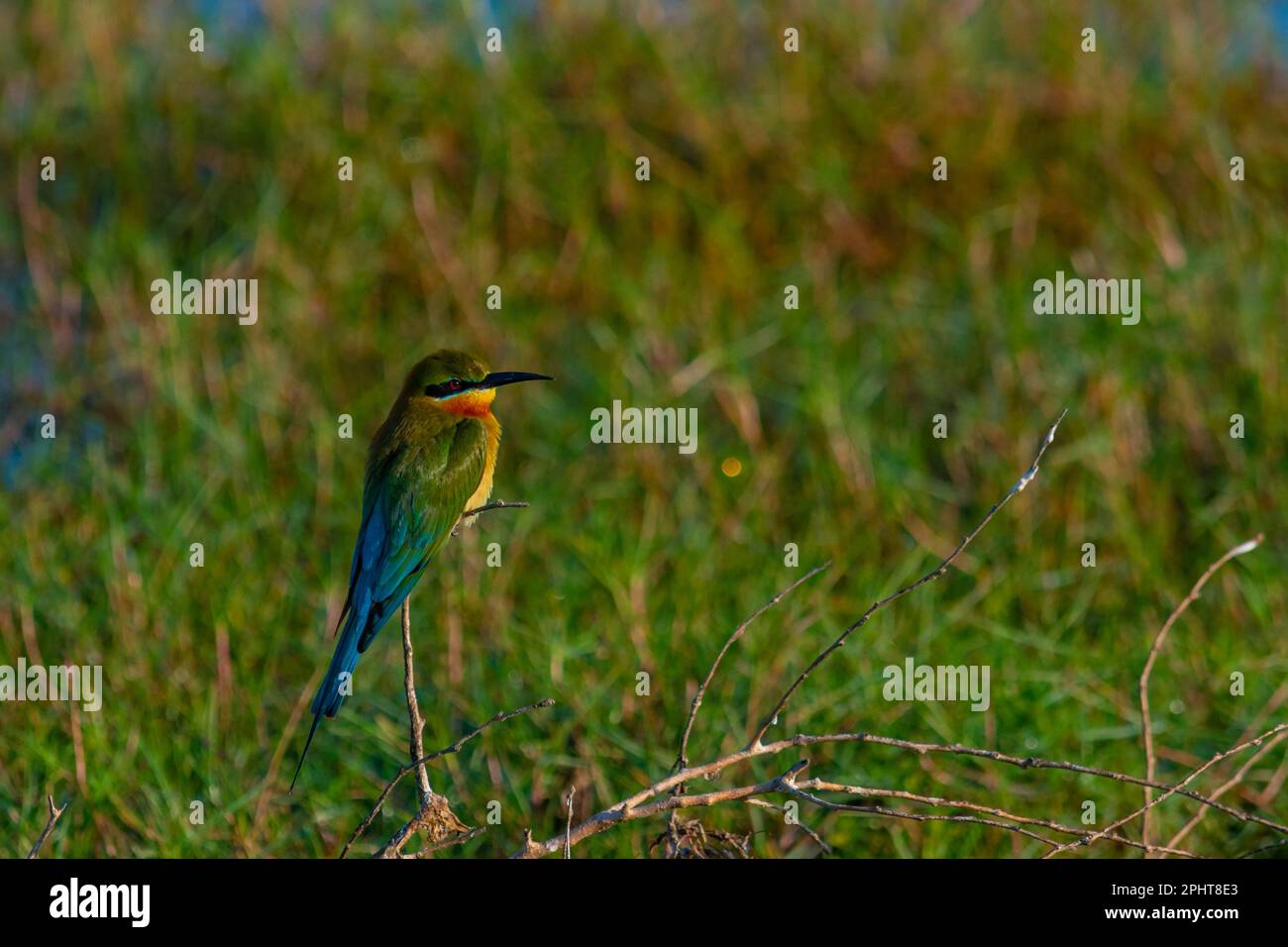 Apicole à queue bleue au parc national de Bundala au Sri Lanka. Banque D'Images