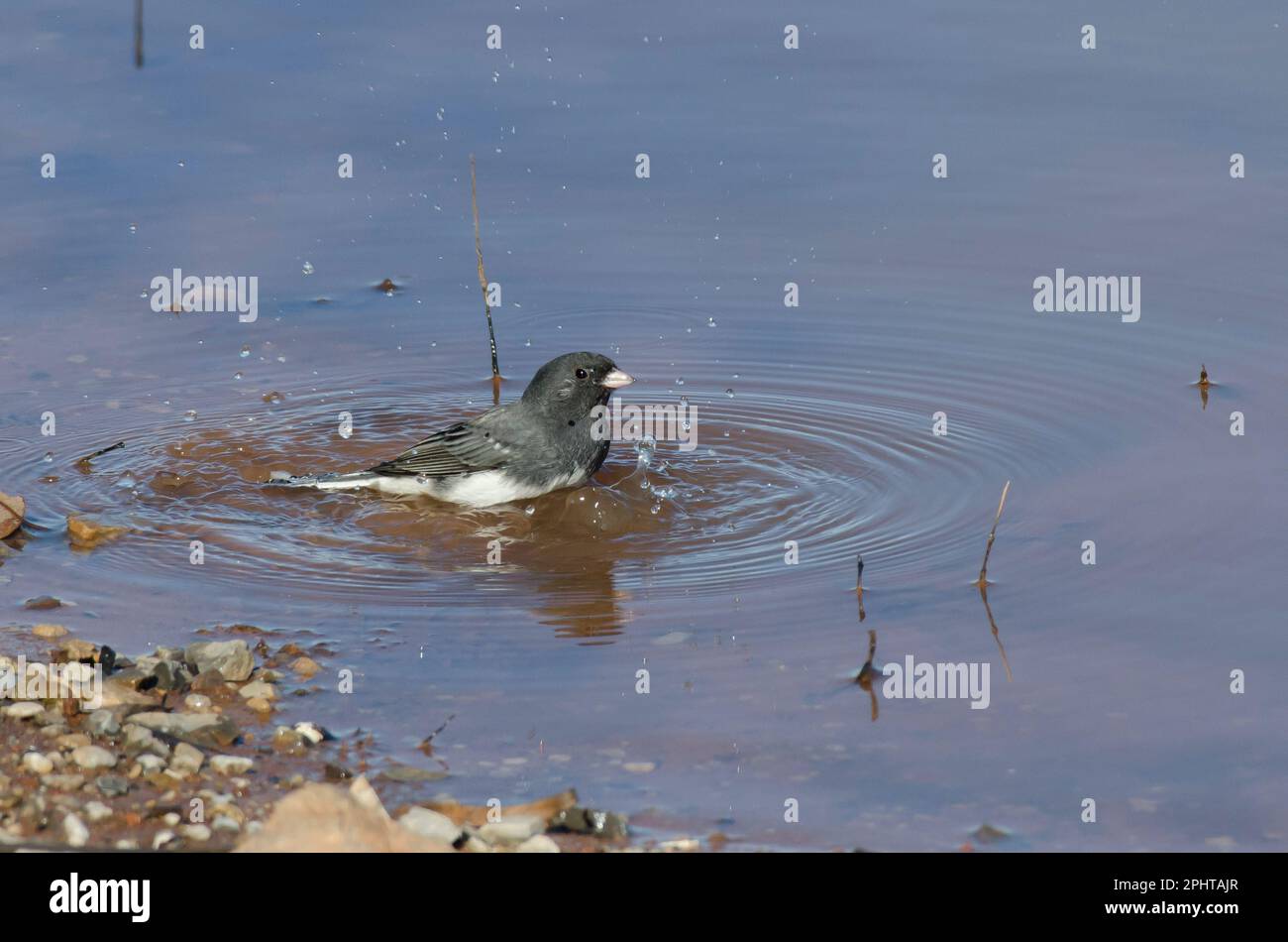 Junco aux yeux sombres, Junco hyemalis, baignade Banque D'Images