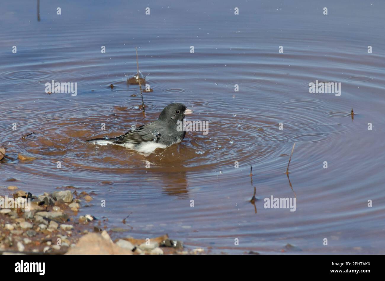 Junco aux yeux sombres, Junco hyemalis, baignade Banque D'Images