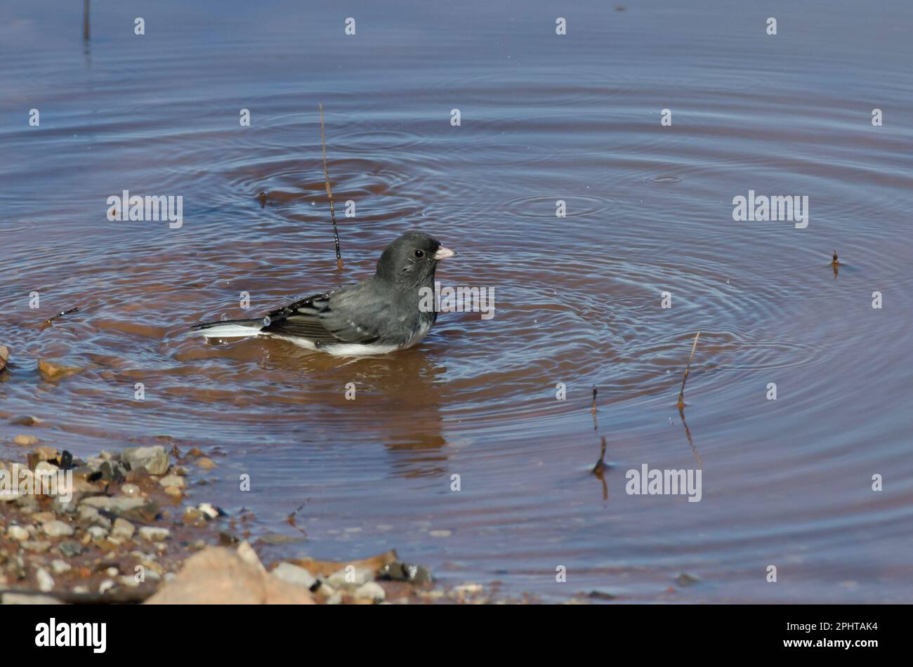 Junco aux yeux sombres, Junco hyemalis, baignade Banque D'Images