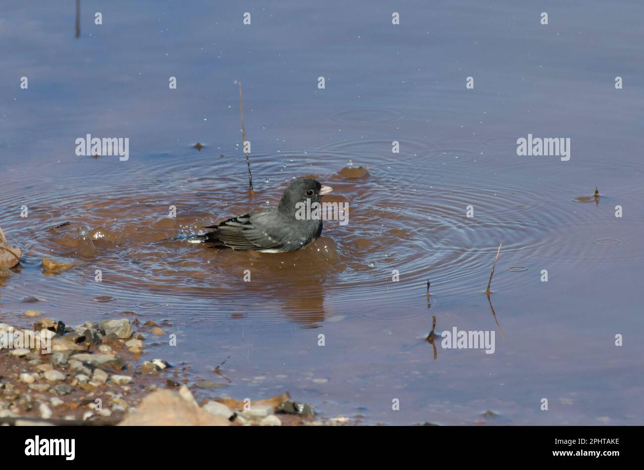 Junco aux yeux sombres, Junco hyemalis, baignade Banque D'Images