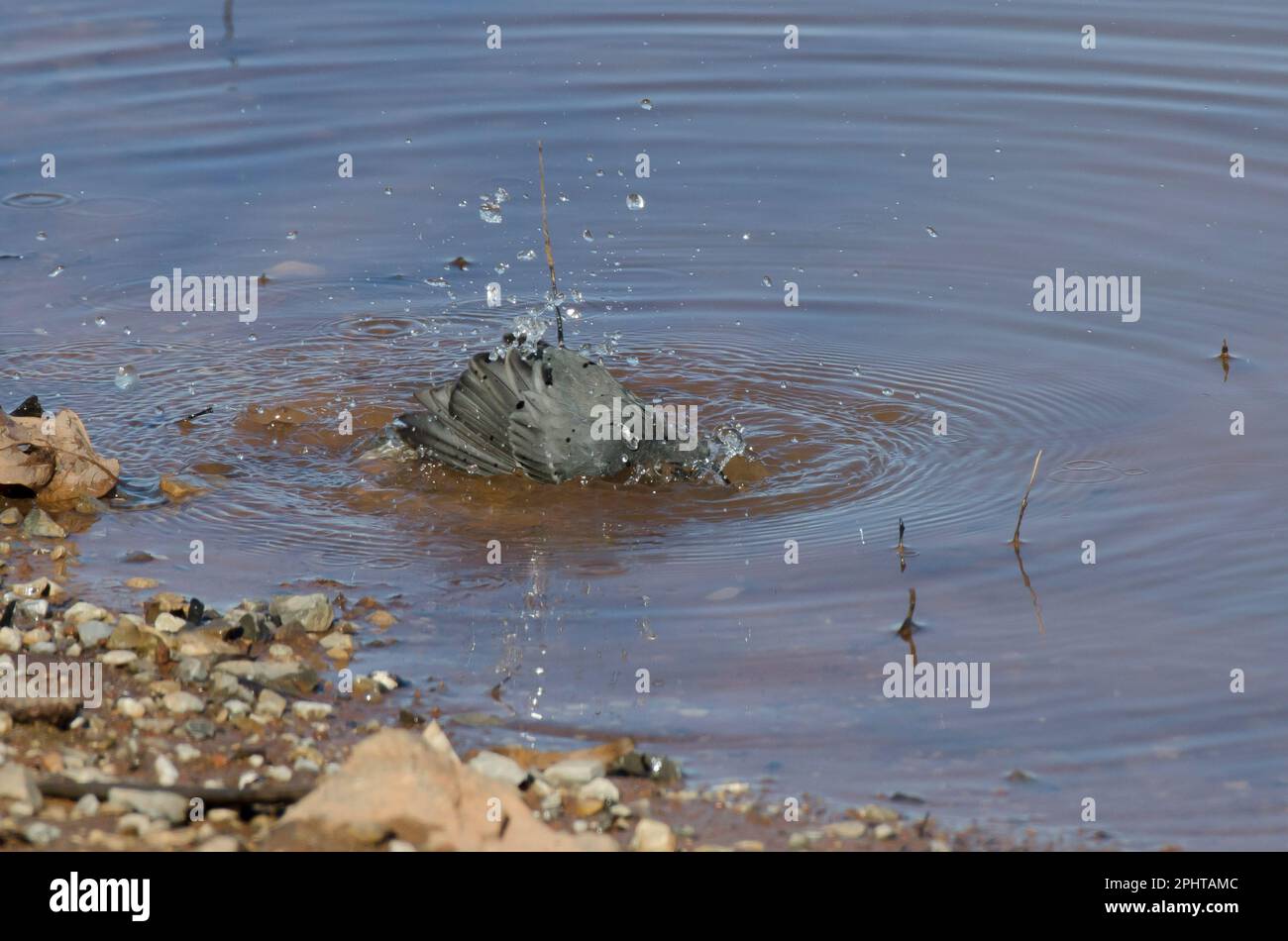 Junco aux yeux sombres, Junco hyemalis, baignade Banque D'Images