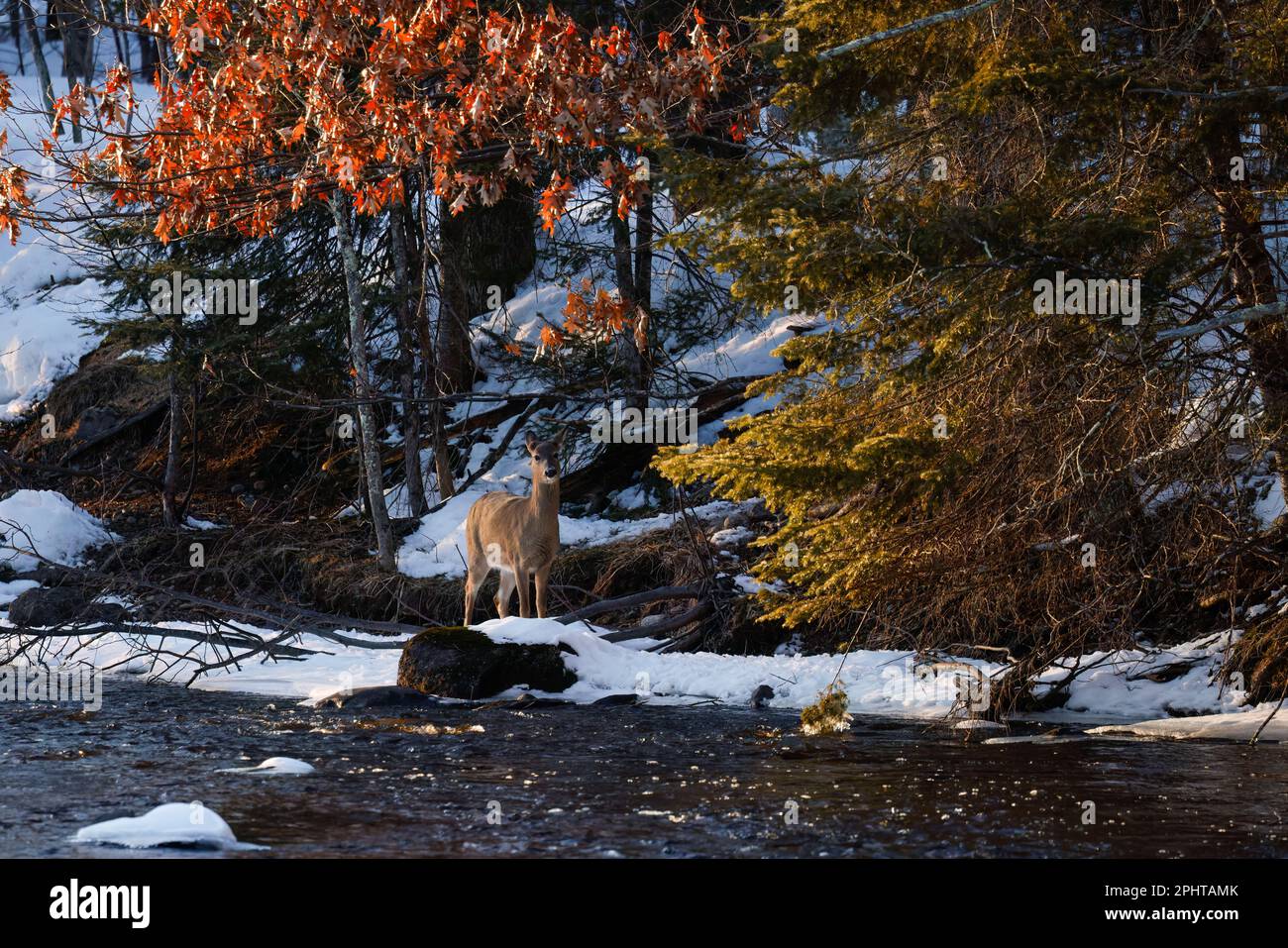 Le doe à queue blanche se tenant sur la rive de la fourche est de la rivière Chippewa. Banque D'Images