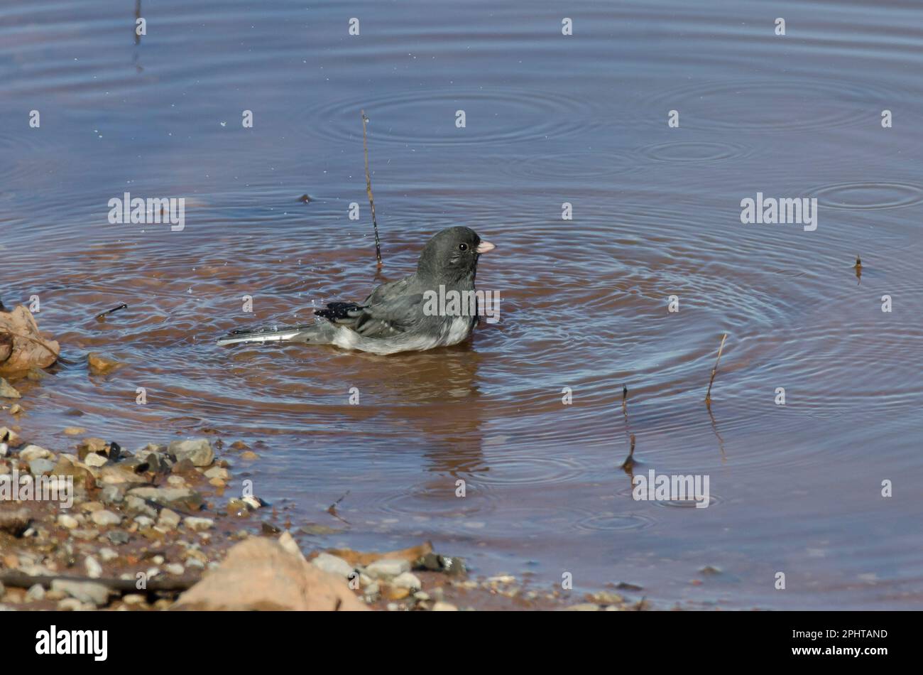 Junco aux yeux sombres, Junco hyemalis, baignade Banque D'Images