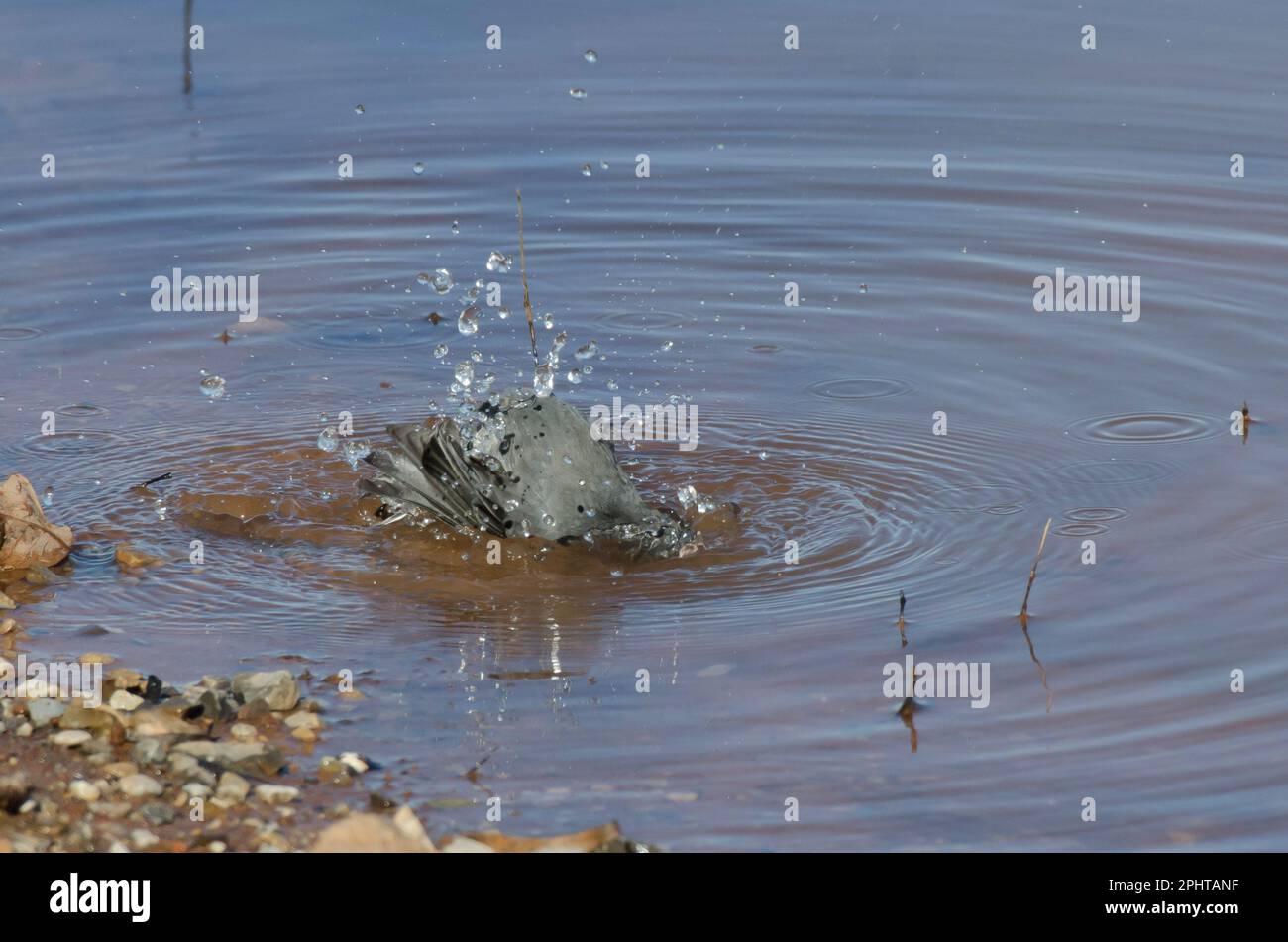 Junco aux yeux sombres, Junco hyemalis, baignade Banque D'Images