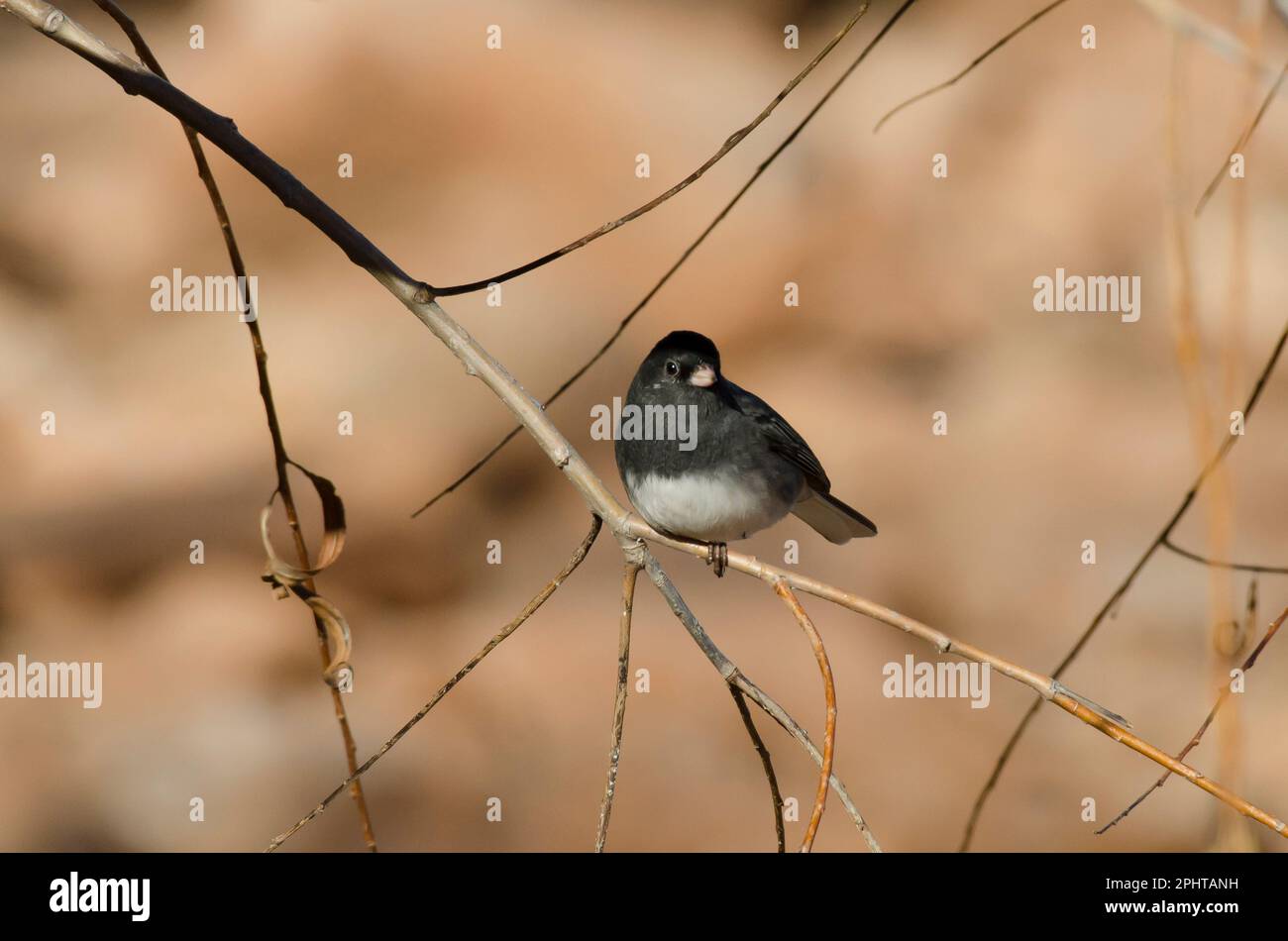 Le Junco ardoisé, Junco hyemalis Banque D'Images