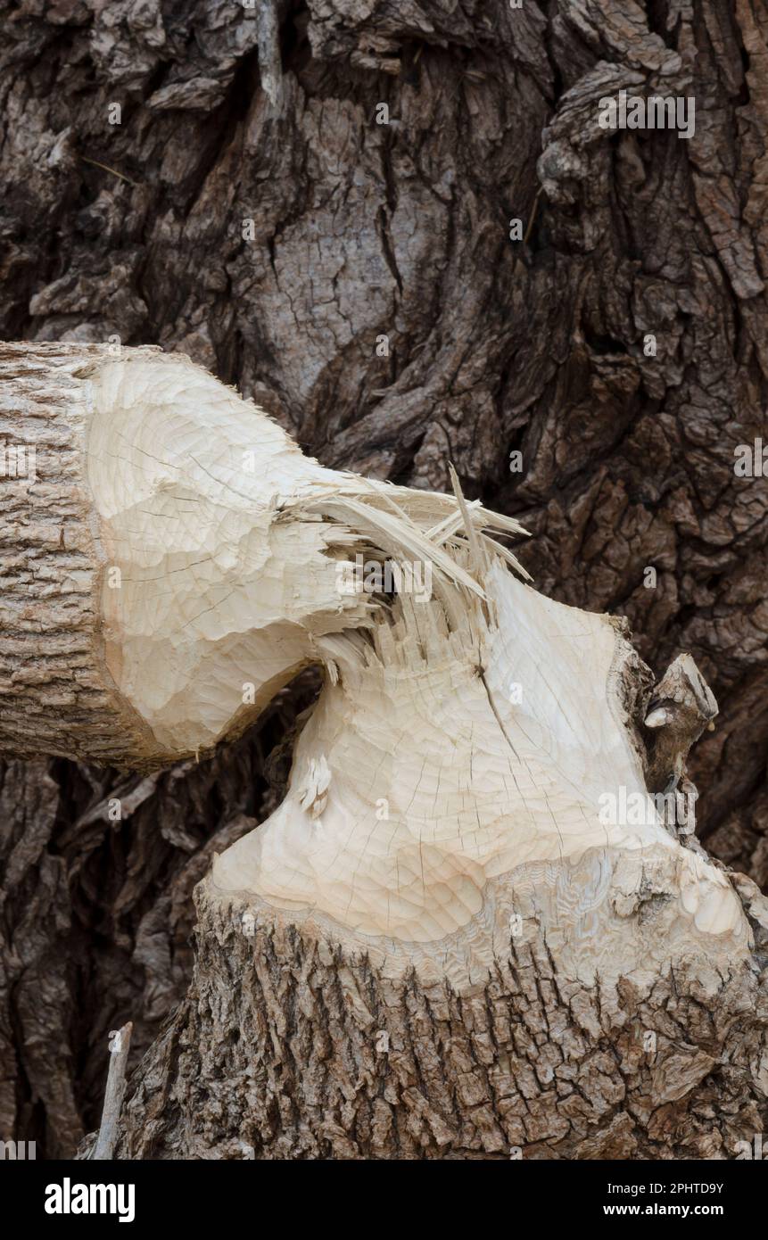 Arbre abattu par le castor nord-américain, Castor canadensis Banque D'Images