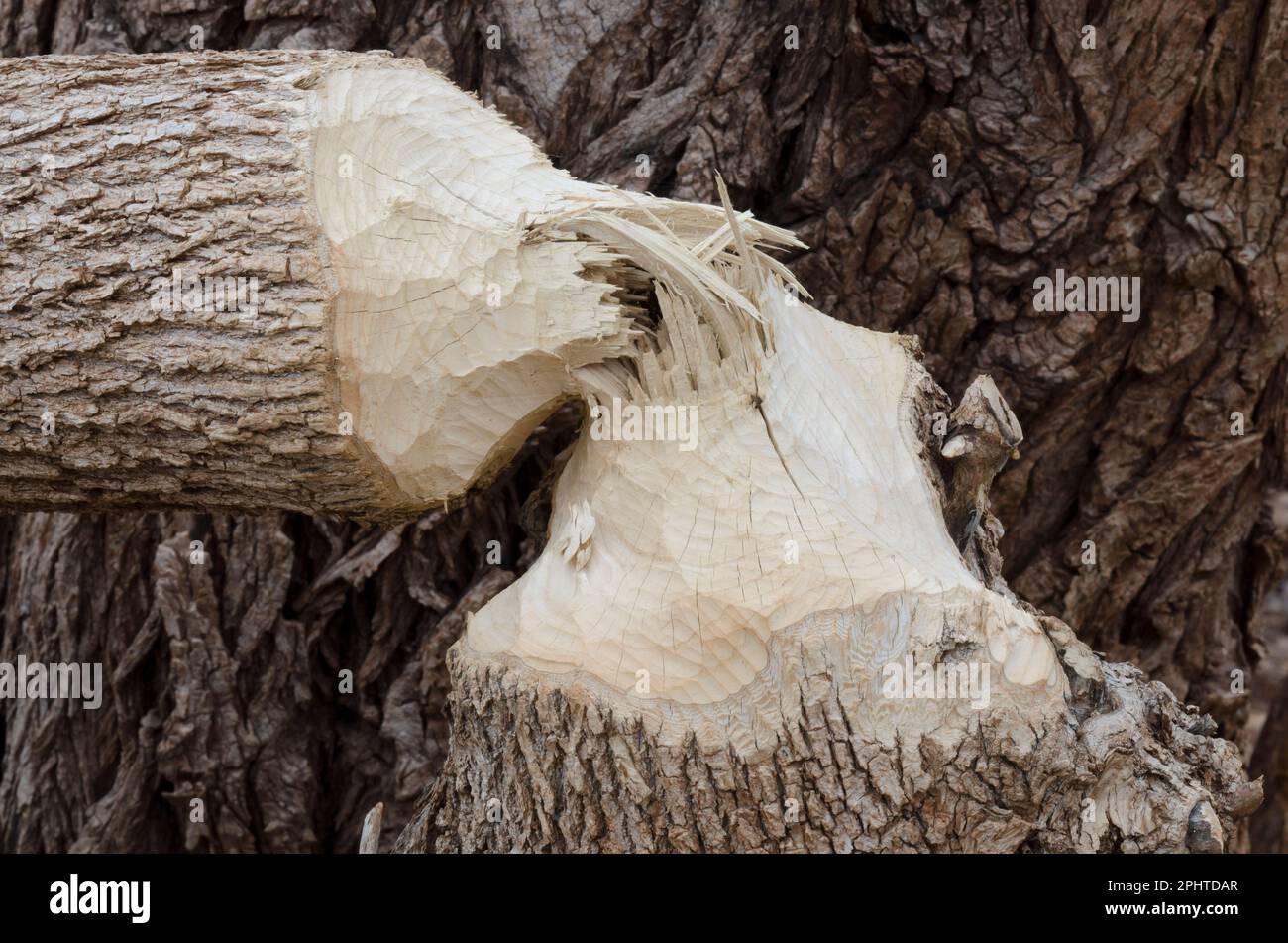Arbre abattu par le castor nord-américain, Castor canadensis Banque D'Images