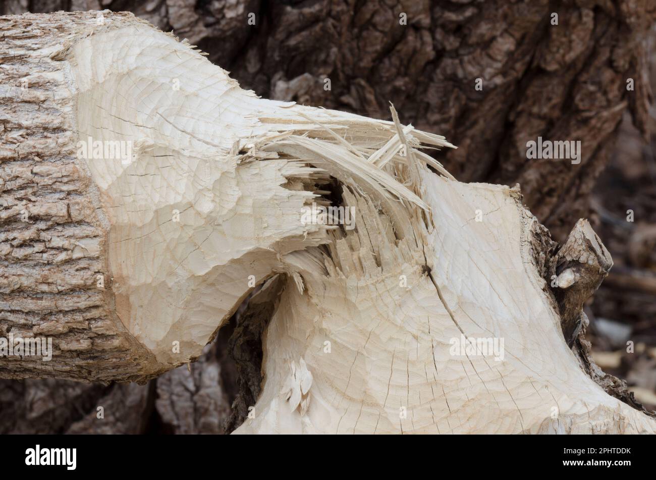Arbre abattu par le castor nord-américain, Castor canadensis Banque D'Images
