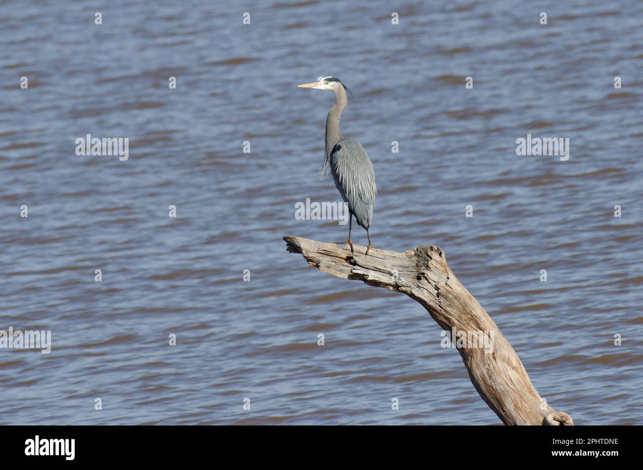 Le Grand Héron, Ardea herodias Banque D'Images