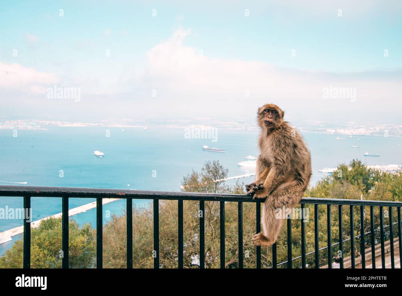 Monkey assis sur la balustrade d'une clôture au sommet de la montagne de Gibraltar, Espagne. Banque D'Images