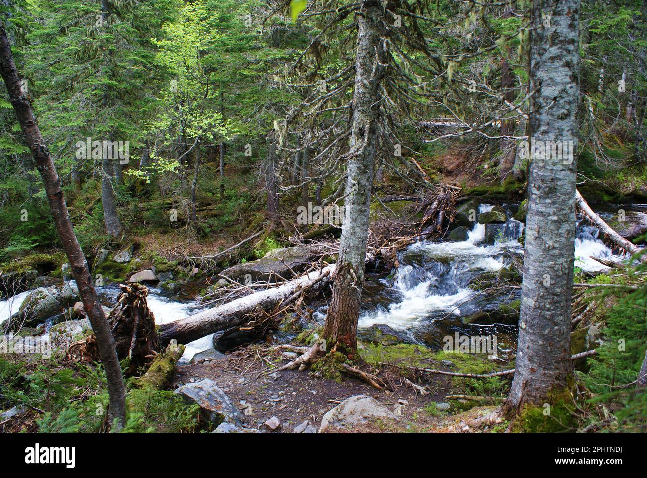 Ruisseau en forêt à la montagne Banque D'Images