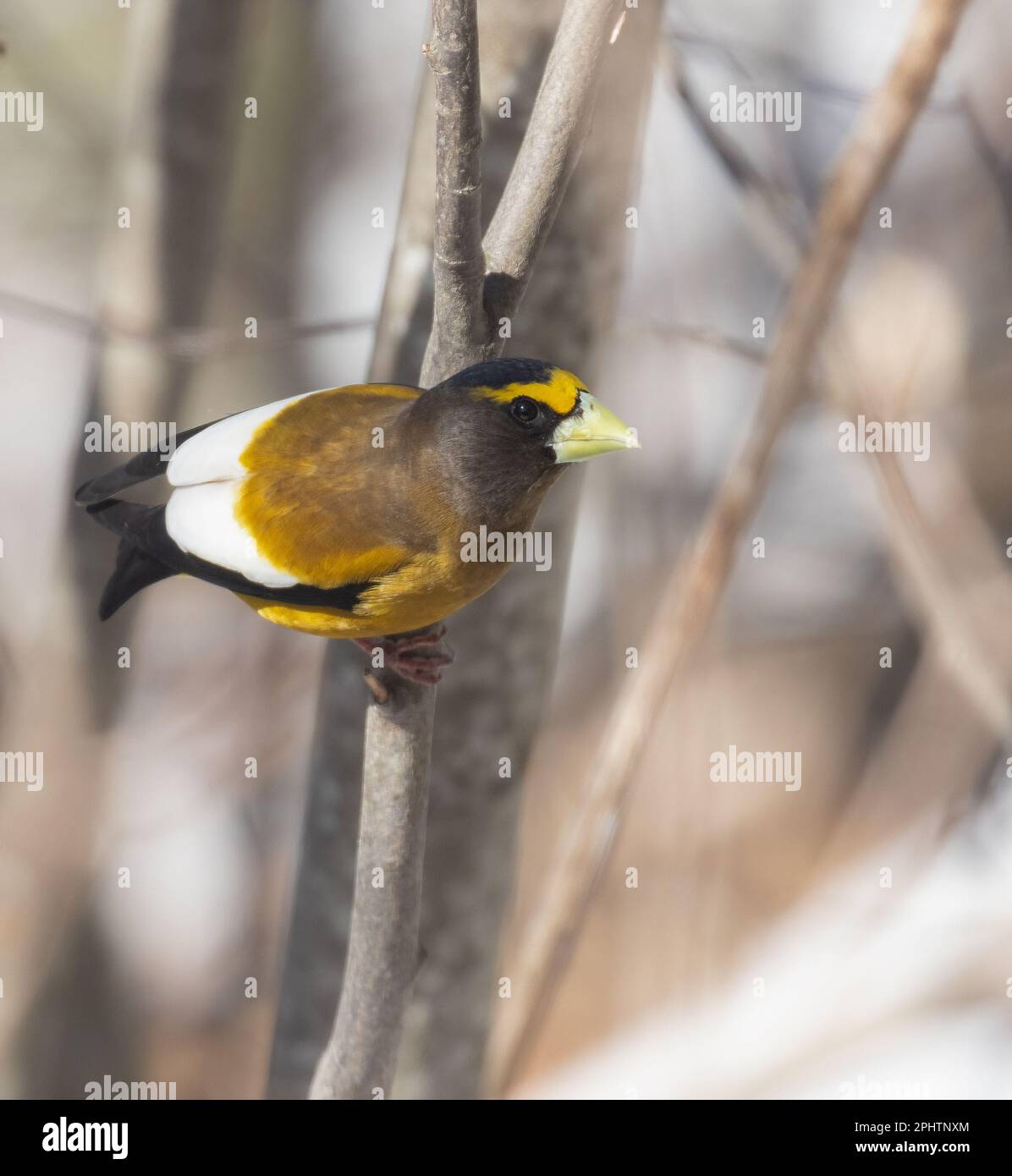 Une soirée masculine à Grosbeak dans la forêt du parc Algonquin au printemps Banque D'Images