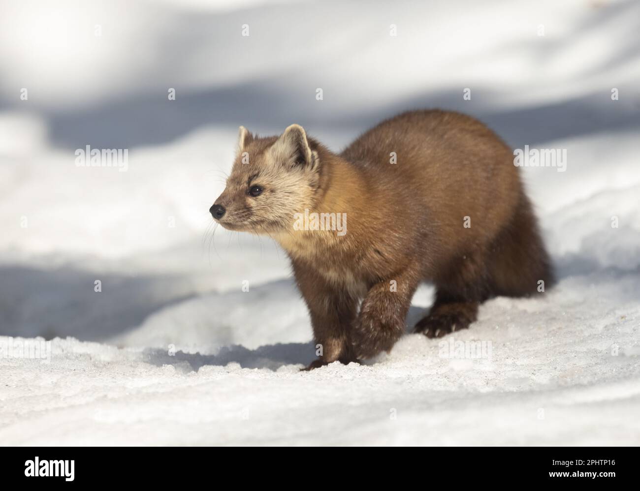 Une martre d'Amérique dans la neige au printemps dans le parc Algonquin en Ontario Banque D'Images