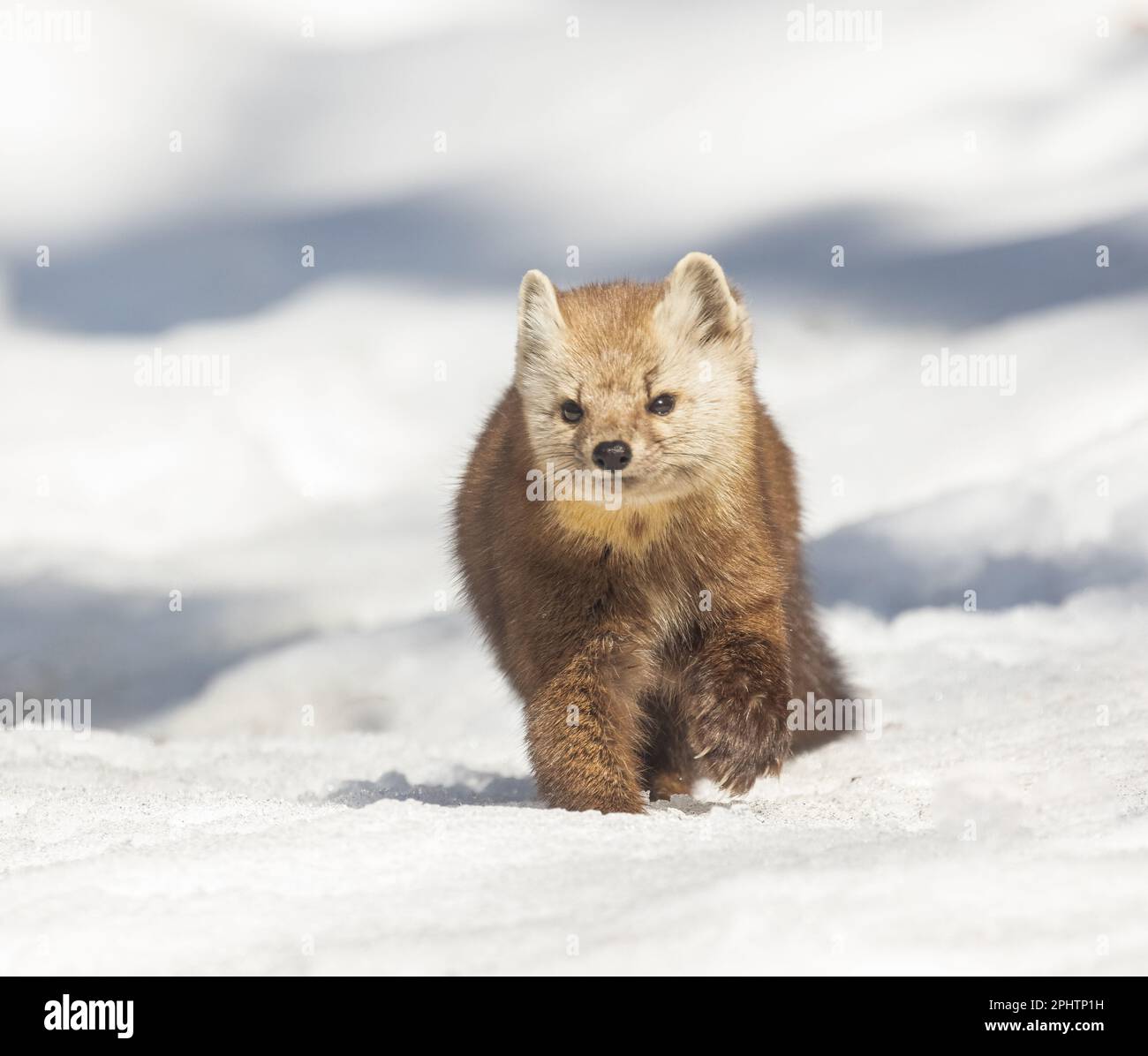 Une martre d'Amérique dans la neige au printemps dans le parc Algonquin en Ontario Banque D'Images