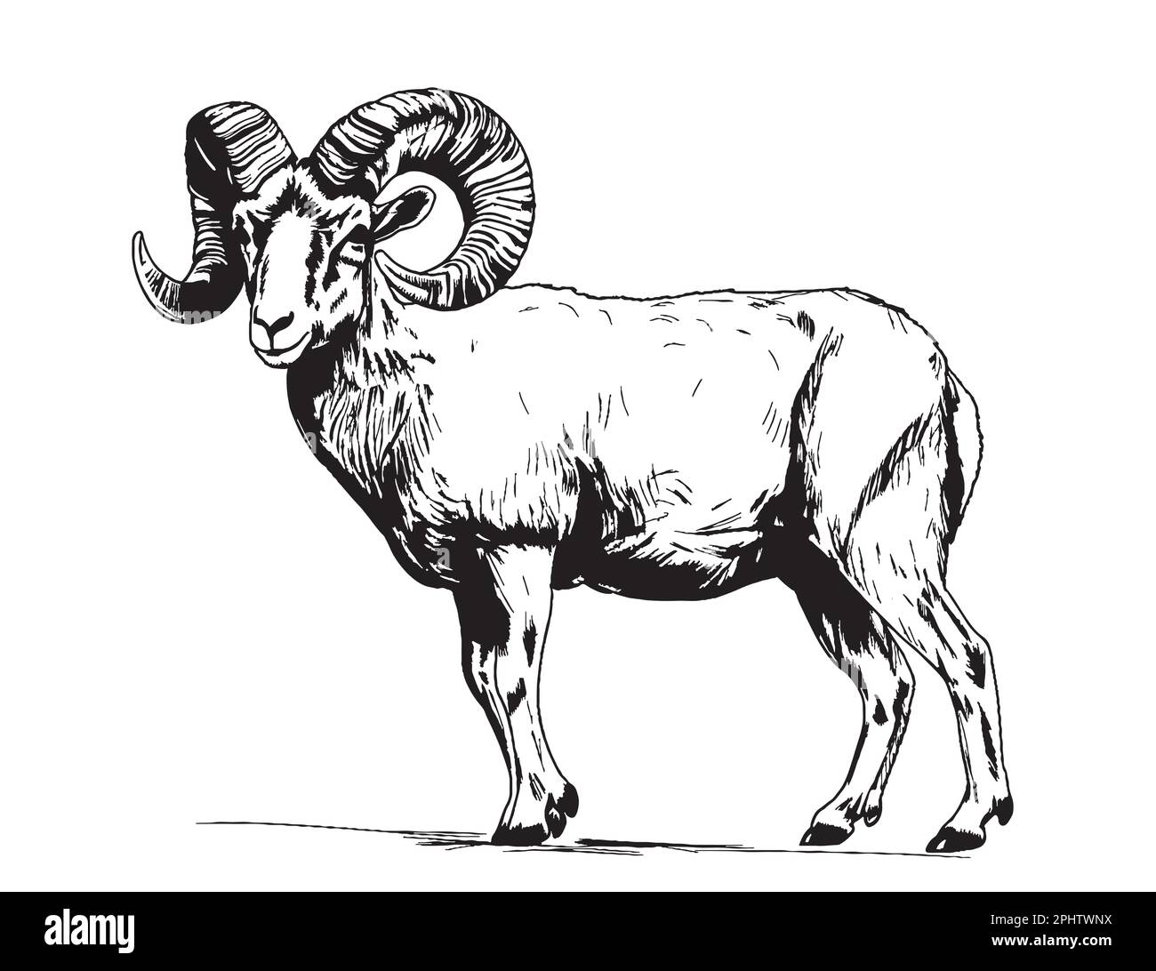 Illustration d'un dessin de bélier animal dessiné à la main animaux de ferme Illustration de Vecteur