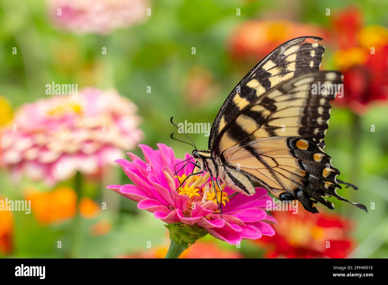 Le tigre de l'est (Papilio glaucus) sur la fleur de zinnia colorée dans le jardin d'été Banque D'Images