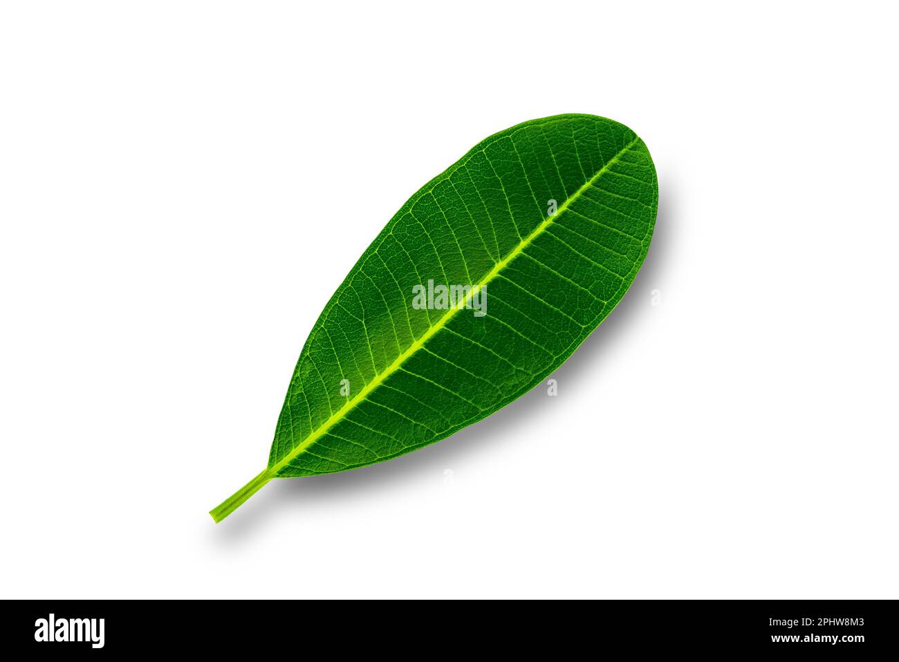 Vue de dessus d'une seule feuille verte de frangipani isolée sur fond blanc avec un chemin d'écrêtage. Banque D'Images