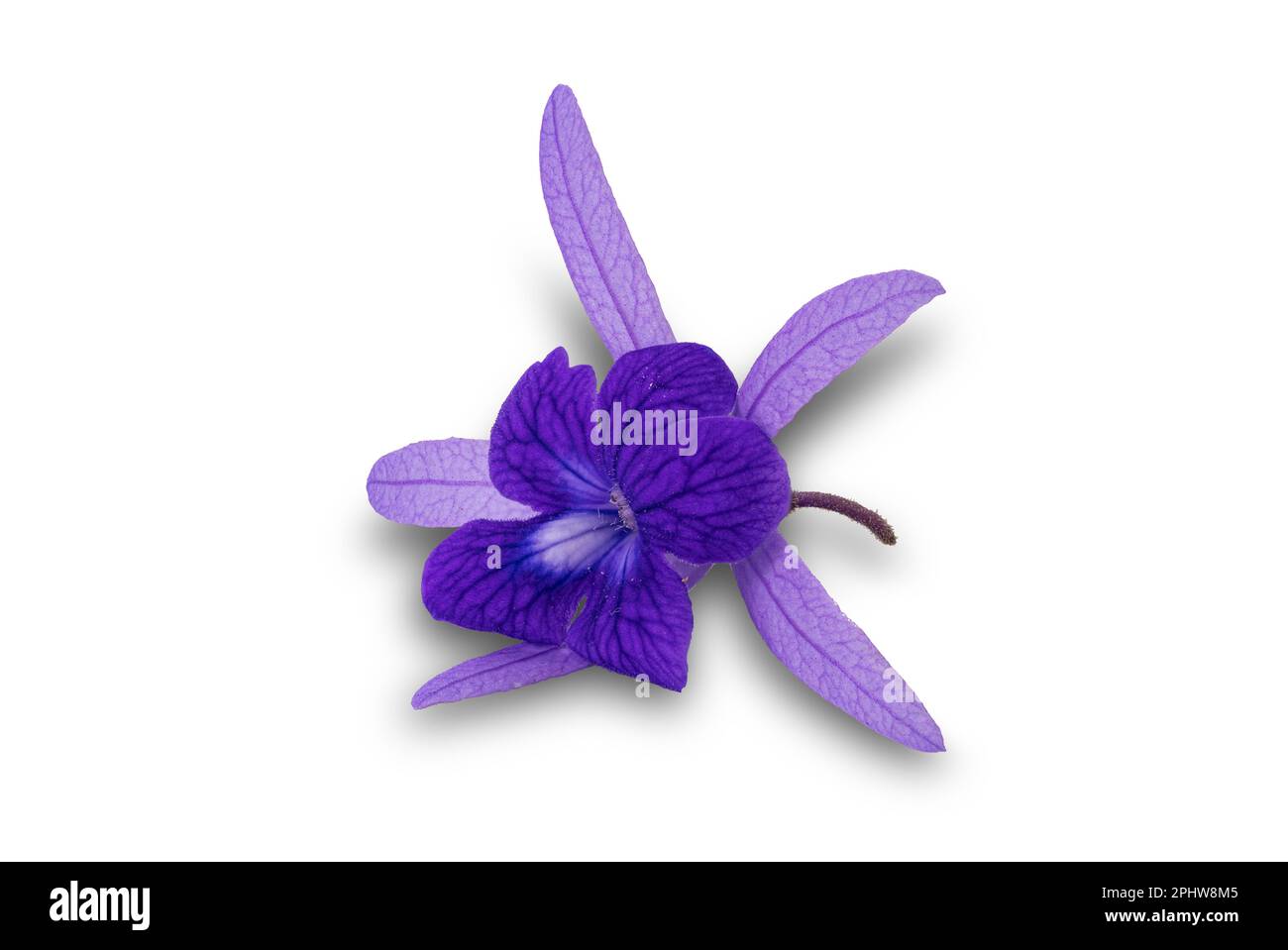 Vue de la belle fleur de pétrea volubilis en violet simple fleur également connue sous le nom de vigne en papier de verre ou couronne pourpre ou couronne de Queens isolée sur le dos blanc Banque D'Images