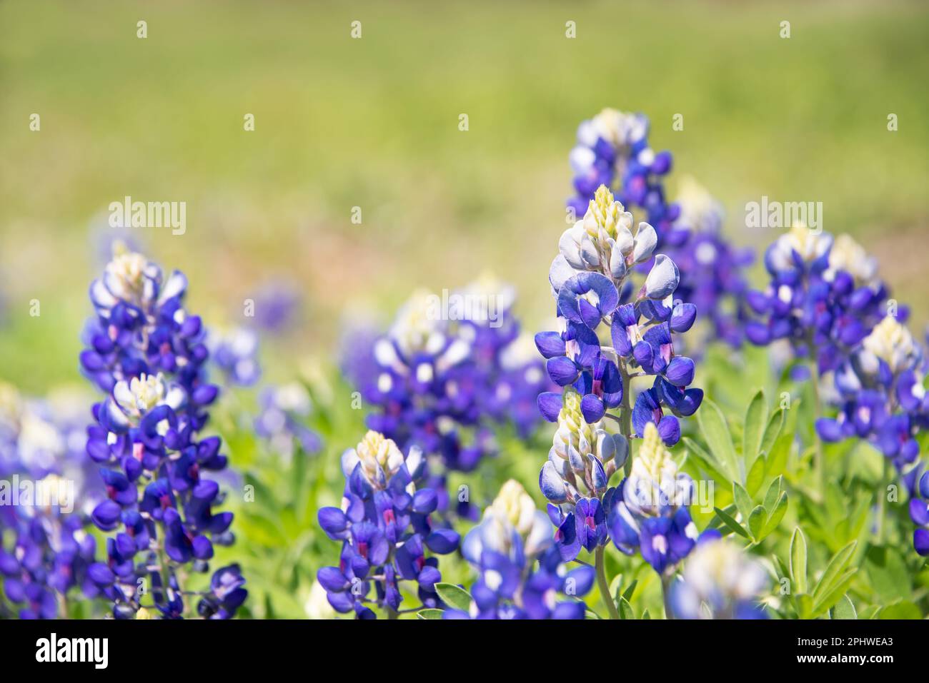 (Lupinus texensis Texas Bluebonnet) floraison de fleurs au printemps. Focus sélectif. Fond vert naturel avec l'exemplaire de l'espace. Banque D'Images