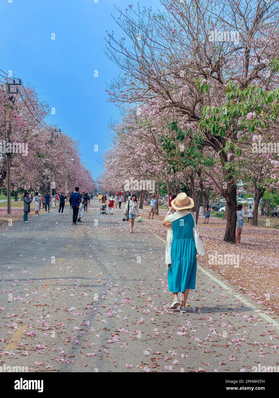 NAKHON PATHOM -THAÏLANDE, MARS 15 ,2023 : touristes non identifiés viennent visiter et prendre des photos avec de beaux trompettes roses qui fleurissent et tombent Banque D'Images