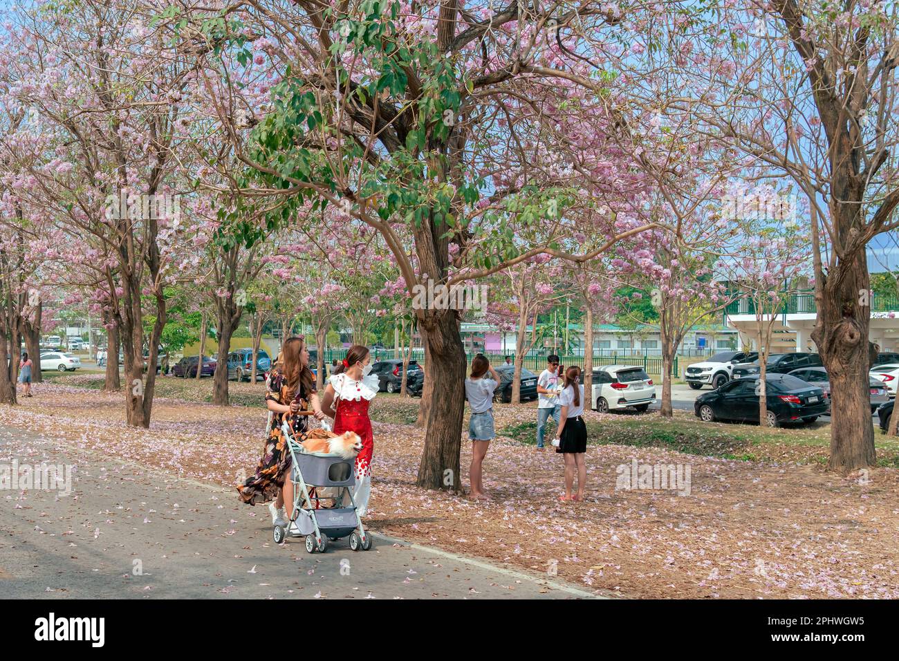 NAKHON PATHOM -THAÏLANDE, MARS 15 ,2023 : touristes non identifiés viennent visiter et prendre des photos avec de beaux trompettes roses qui fleurissent et tombent Banque D'Images