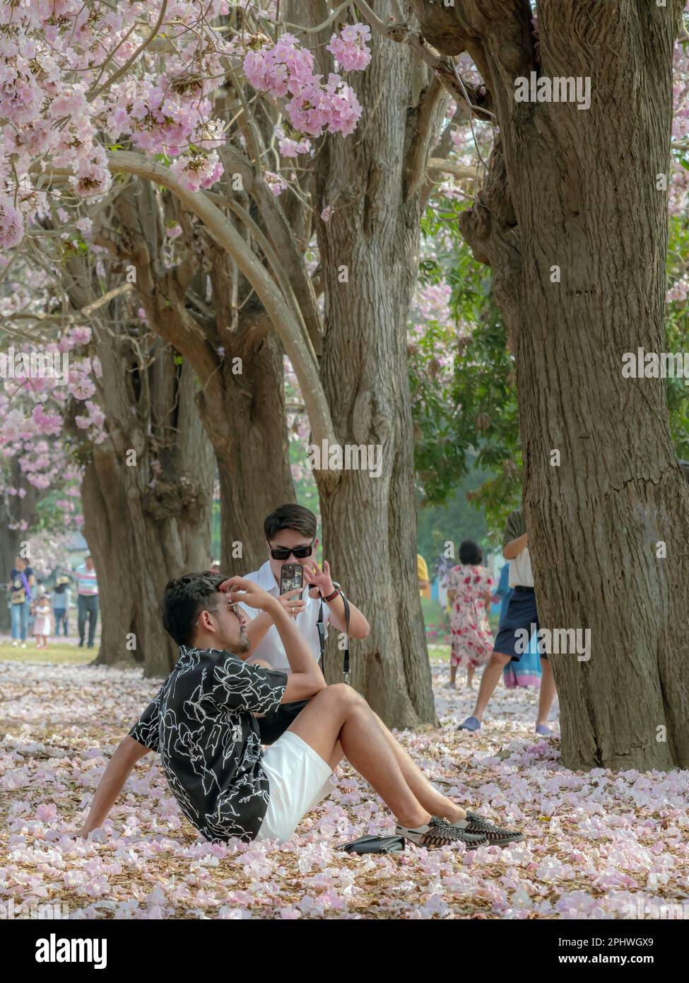 NAKHON PATHOM -THAÏLANDE, MARS 15 ,2023 : touristes non identifiés viennent visiter et prendre des photos avec de beaux trompettes roses qui fleurissent et tombent Banque D'Images